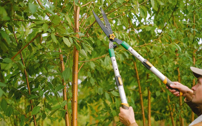 Tree trimming in Niobrara, NE